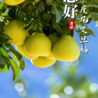 Wendan Pomelo - One of the four famous fruits of Putian